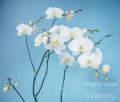 Aerial -Flower Gift Shop aerial1