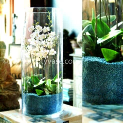 Baby Phalaenopsis In Blue Sand