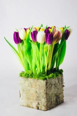 The Birch And Tulip Grove -Flower Gift Shop bg050916 6 1