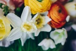 Butterfly Grove -Flower Gift Shop bg31317 5