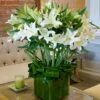 Bursting White Casablancas 2 Bursting White Casablancas -Flower Gift Shop bursting