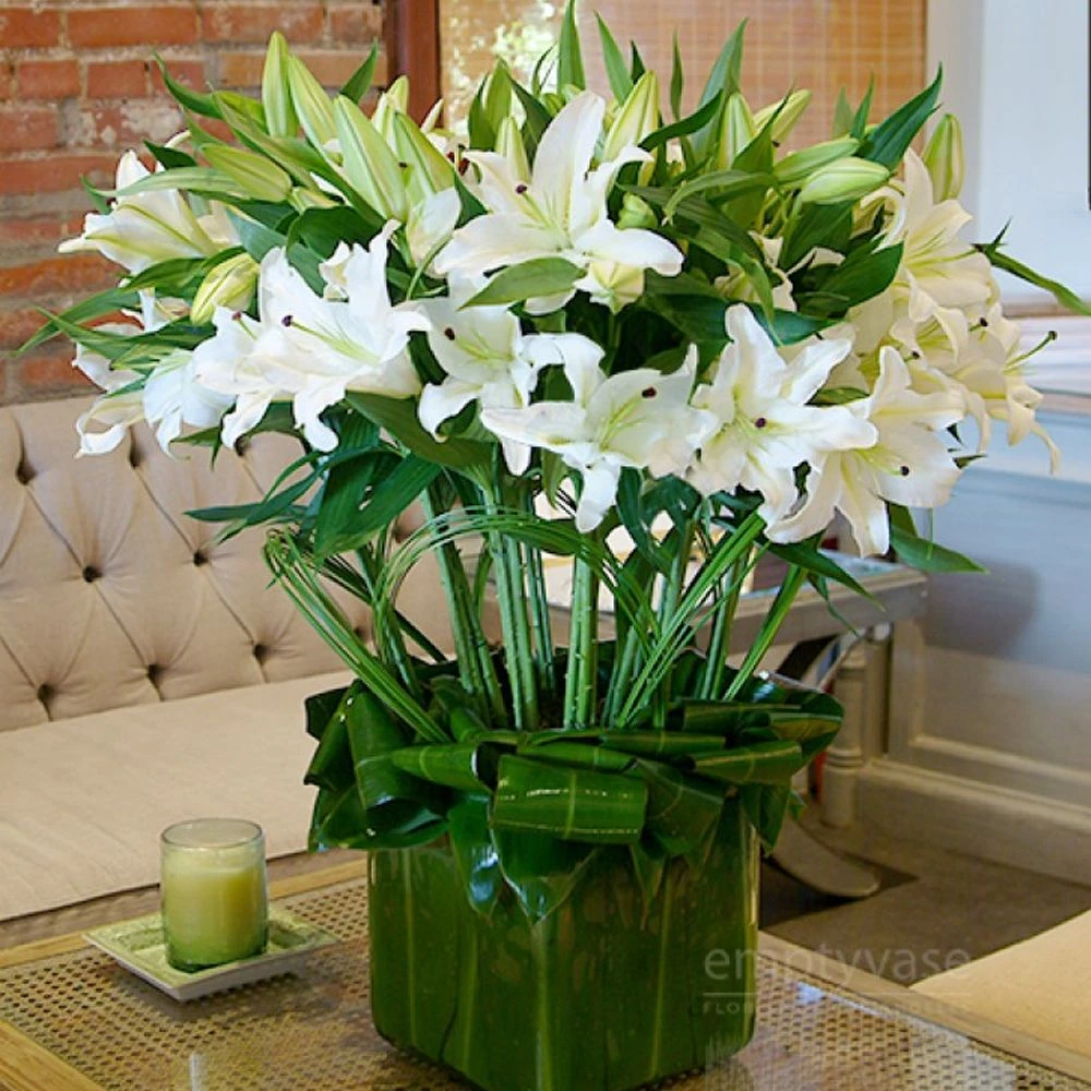 Bursting White Casablancas 3 Bursting White Casablancas