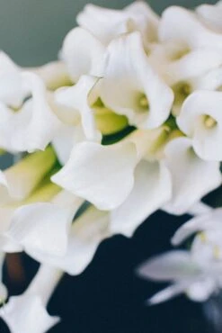 Endless Elegance -Flower Gift Shop callas 1 of 5