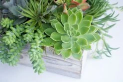 The Call Of The Wild -Flower Gift Shop callofthewild1