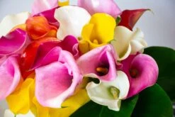 Calla Starburst -Flower Gift Shop callstarburst2