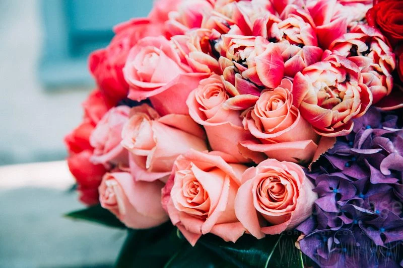 Coastal Garden 4 Coastal Garden - Image 2