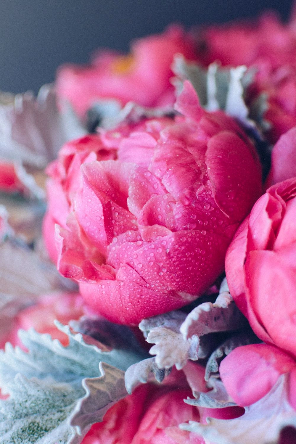 Coral Glamour 4 Coral Glamour - Image 2