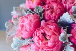 Coral Glamour 10 Coral Glamour -Flower Gift Shop coralcharm1