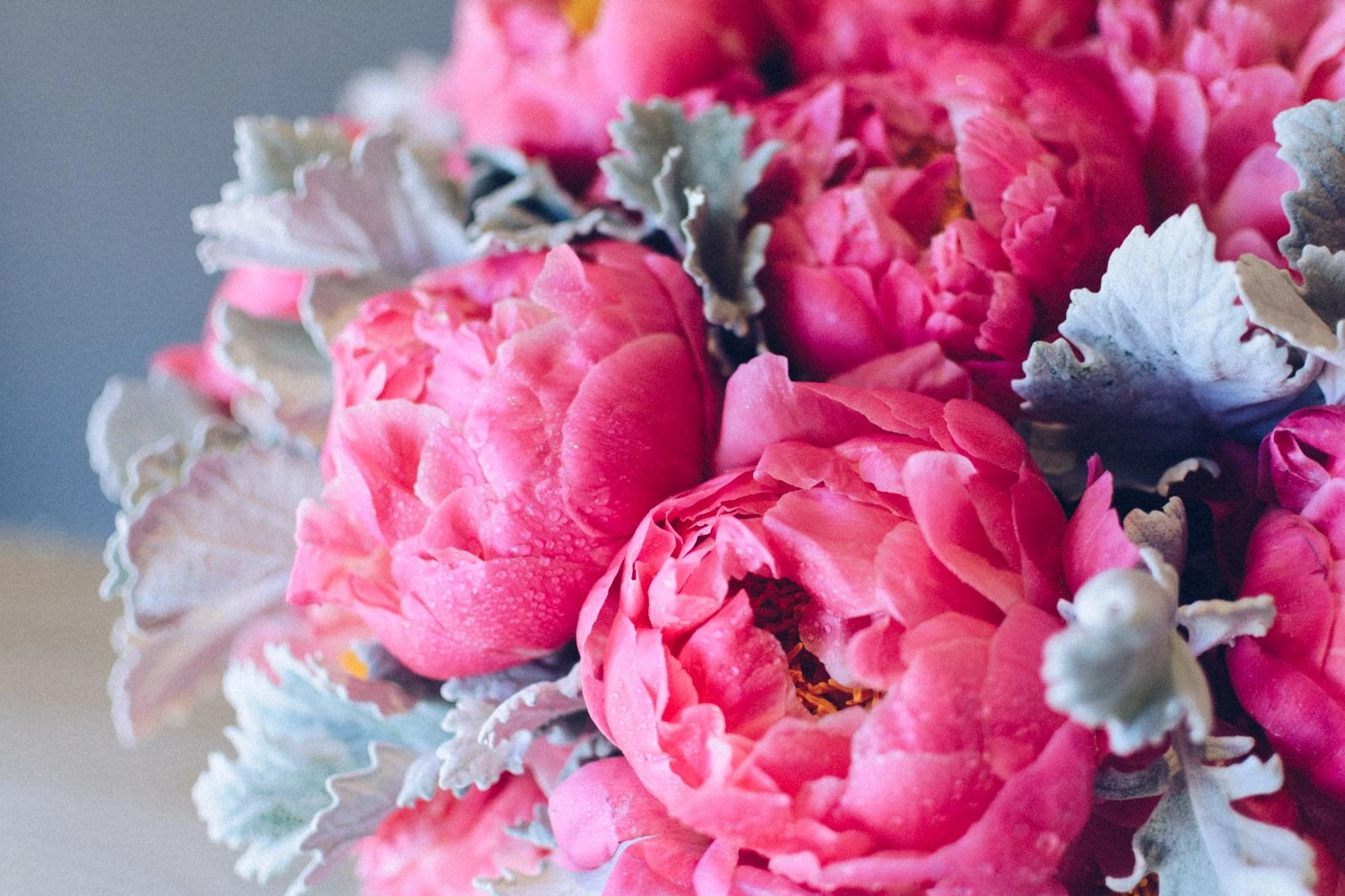 Coral Glamour 5 Coral Glamour - Image 3