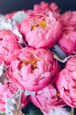 Coral Glamour 12 Coral Glamour -Flower Gift Shop coralcharm3