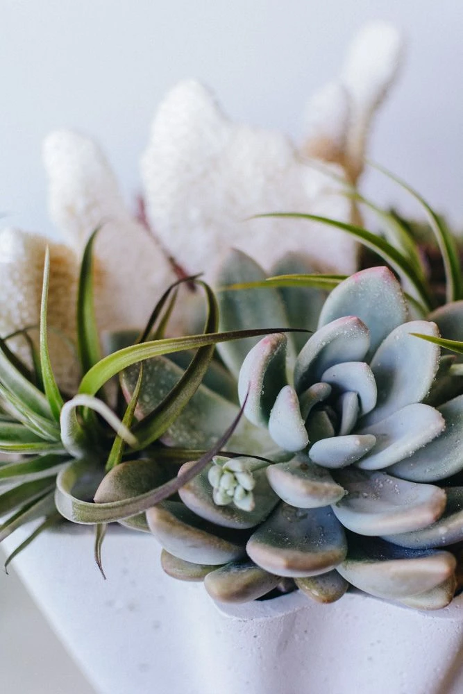 Coral Grotto 4 Coral Grotto - Image 2