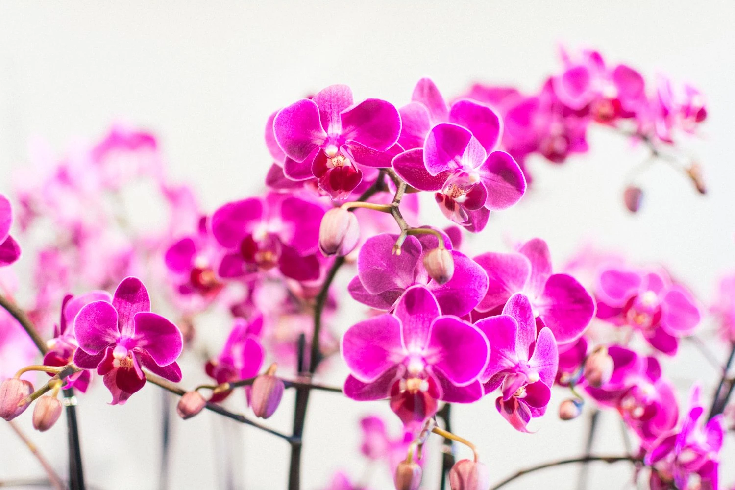 Dance Of The Sugar Plum Orchid 4 Dance Of The Sugar Plum Orchid - Image 2