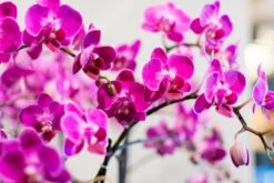 Dance Of The Sugar Plum Orchid 8 Dance Of The Sugar Plum Orchid -Flower Gift Shop danceofthesugarplumorchid1