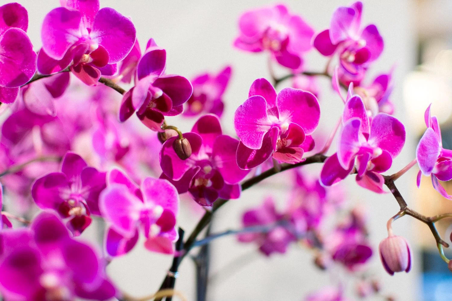 Dance Of The Sugar Plum Orchid 5 Dance Of The Sugar Plum Orchid - Image 3