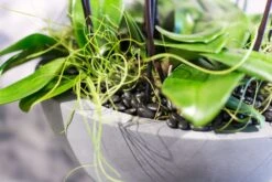 Dance Of The Sugar Plum Orchid 9 Dance Of The Sugar Plum Orchid -Flower Gift Shop danceofthesugarplumorchid2