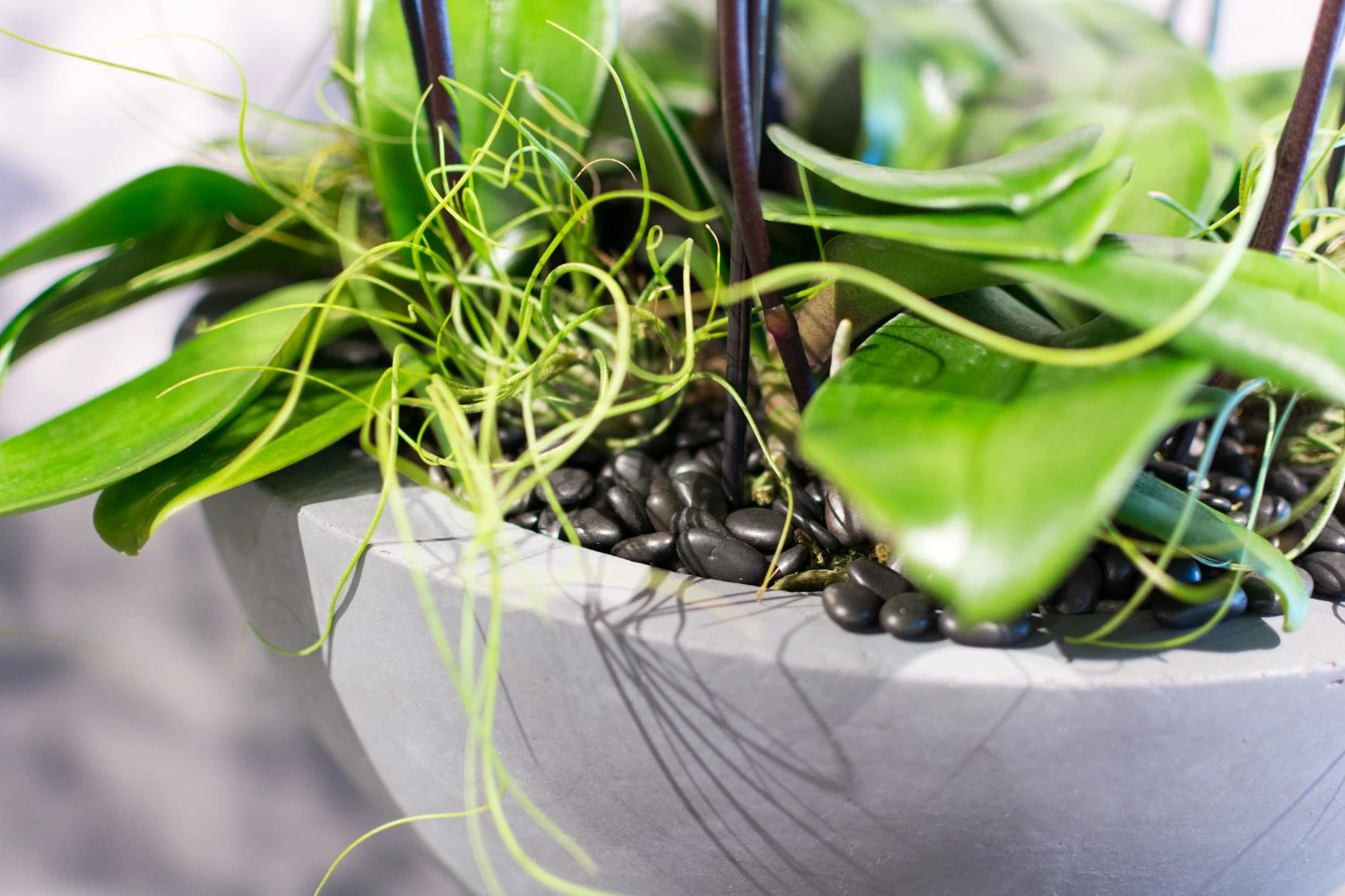 Dance Of The Sugar Plum Orchid 6 Dance Of The Sugar Plum Orchid - Image 4