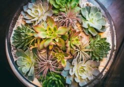 Desert Serenity -Flower Gift Shop desertserenity1