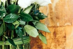 Diamond Dove -Flower Gift Shop diamonddove2