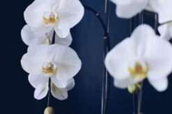 Drops Of Jupiter -Flower Gift Shop dropsofjupiter1