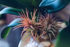 Drops Of Jupiter -Flower Gift Shop dropsofjupiter2