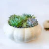 The Desert Succulent Pumpkin -Flower Gift Shop ds100716 3
