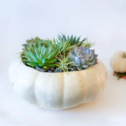 The Desert Succulent Pumpkin