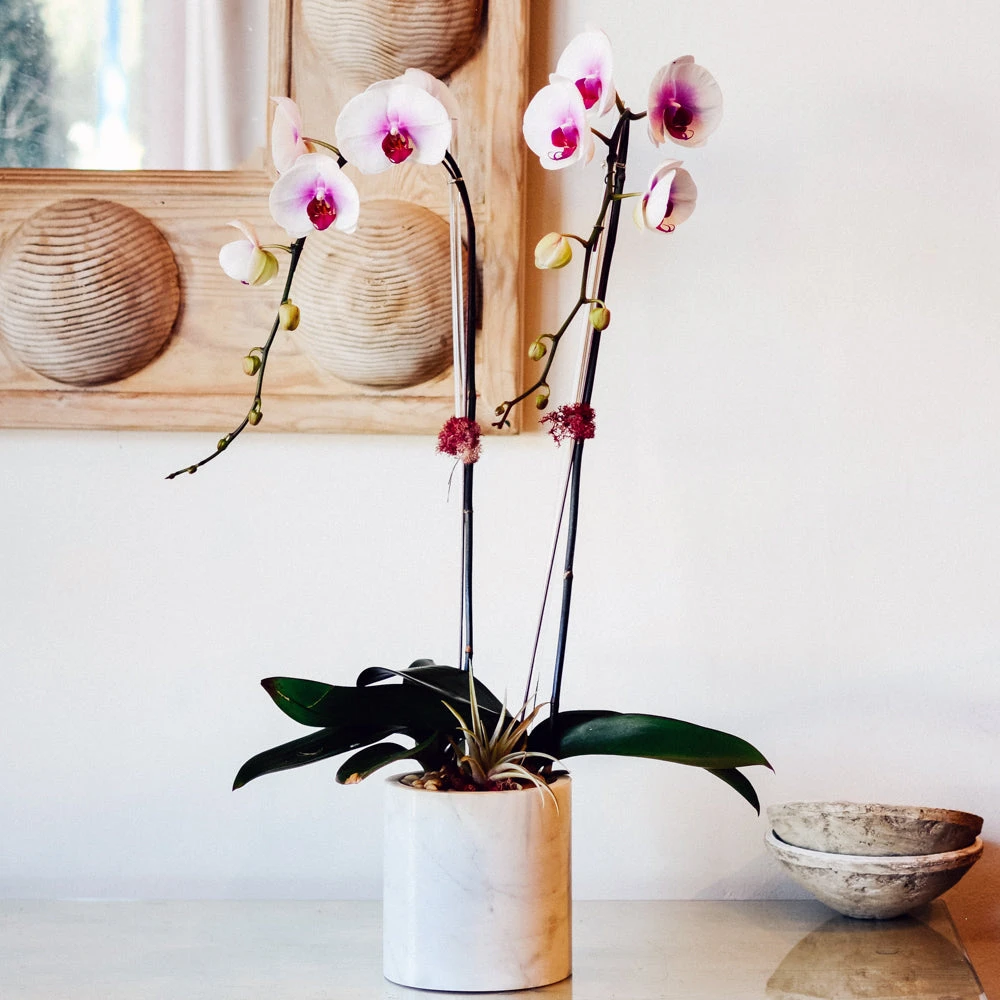 Swans Feather 3 Swans Feather