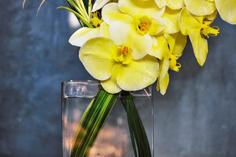 Sapporo Yellow 4 Sapporo Yellow - Image 2