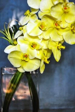 Sapporo Yellow 8 Sapporo Yellow -Flower Gift Shop dsc 0649