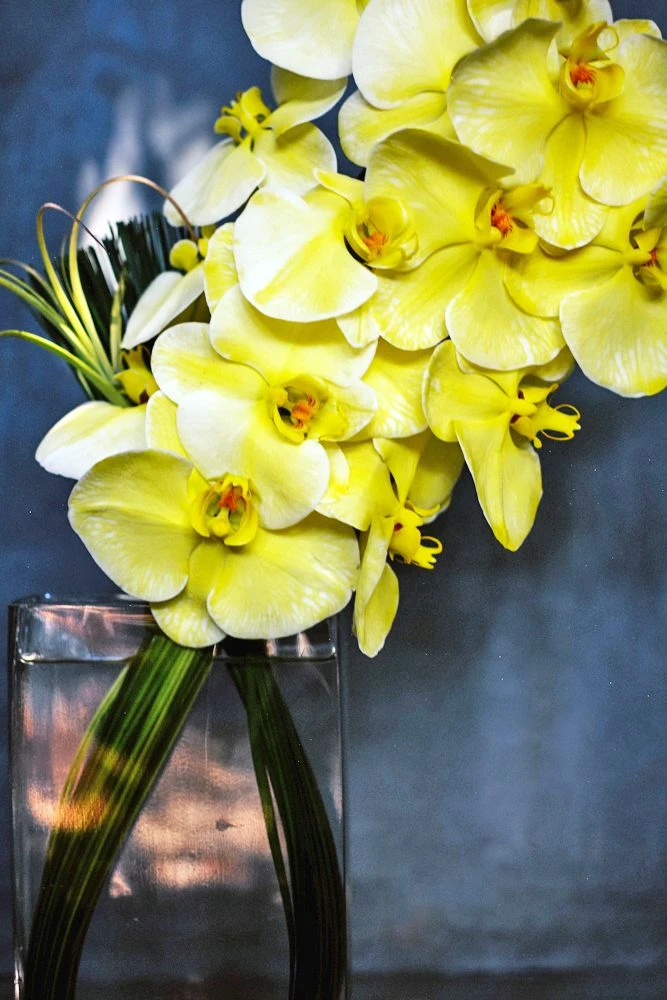 Sapporo Yellow 5 Sapporo Yellow - Image 3