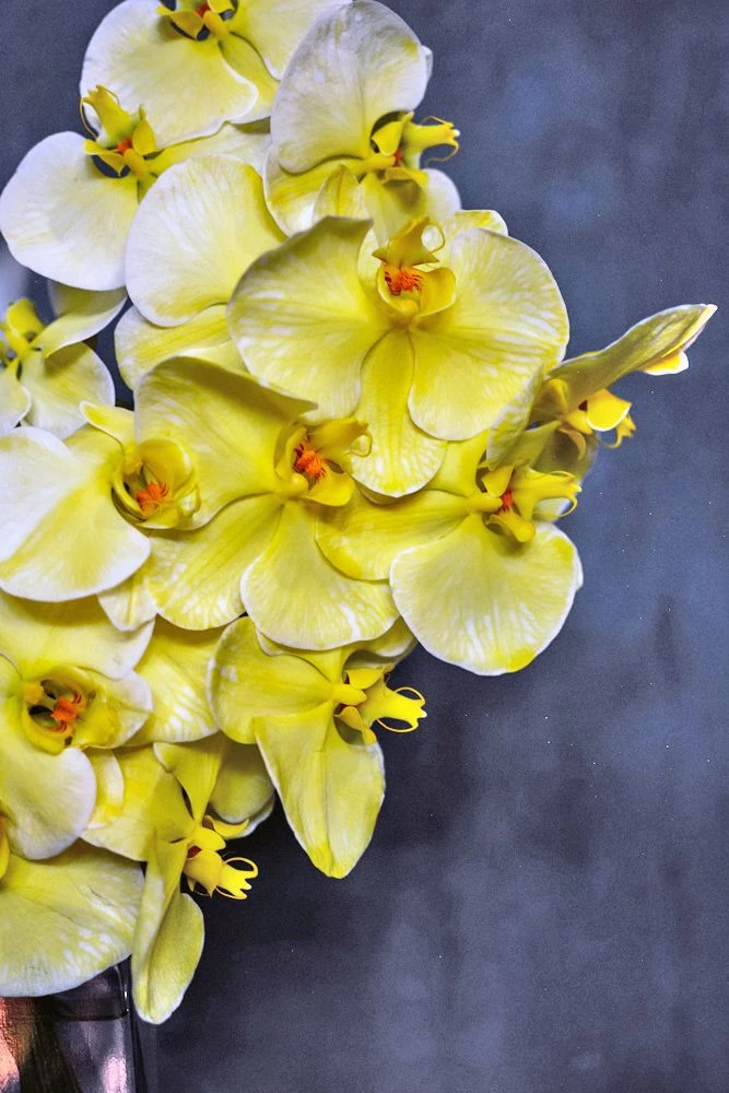 Sapporo Yellow 6 Sapporo Yellow - Image 4