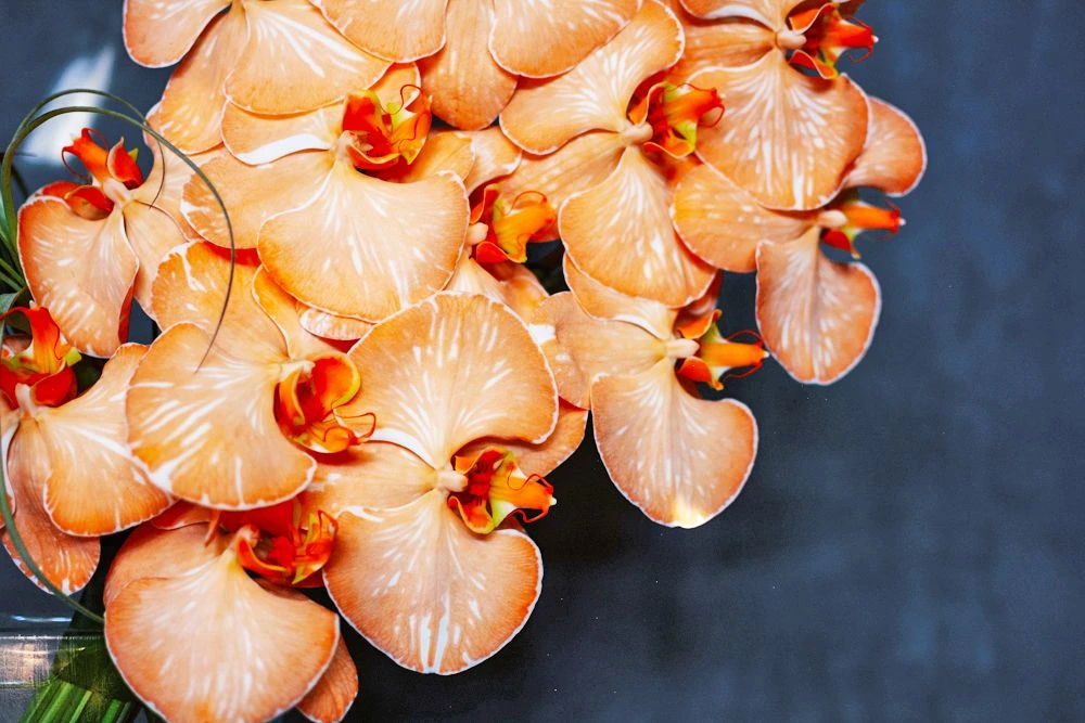 Kyoto Orange 4 Kyoto Orange - Image 2