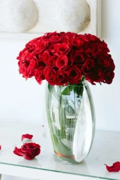 Modern Love Song 8 Modern Love Song -Flower Gift Shop dsc 1285 1