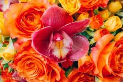 Summer Bonfire -Flower Gift Shop dsc 1595