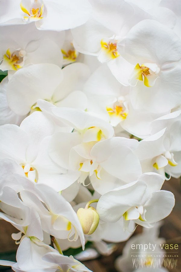 Jungle Serenity 6 Jungle Serenity - Image 4