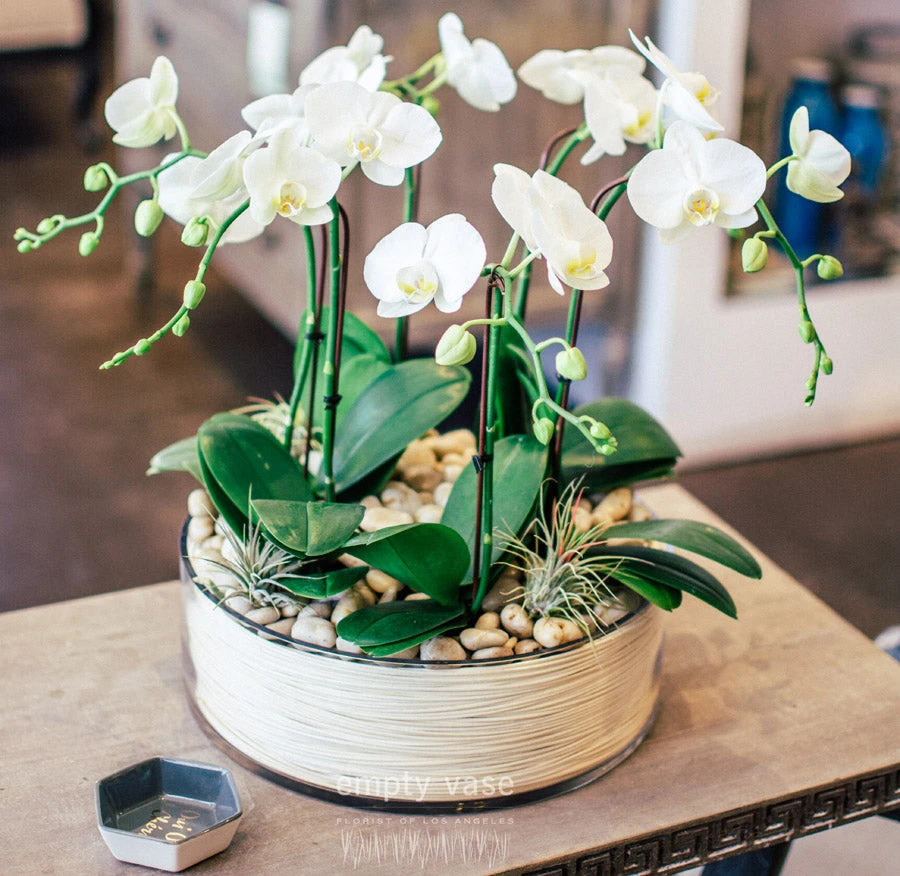 Orchid Oasis 3 Orchid Oasis