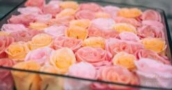 Peach Sunrise 11 Peach Sunrise -Flower Gift Shop dsc 2533