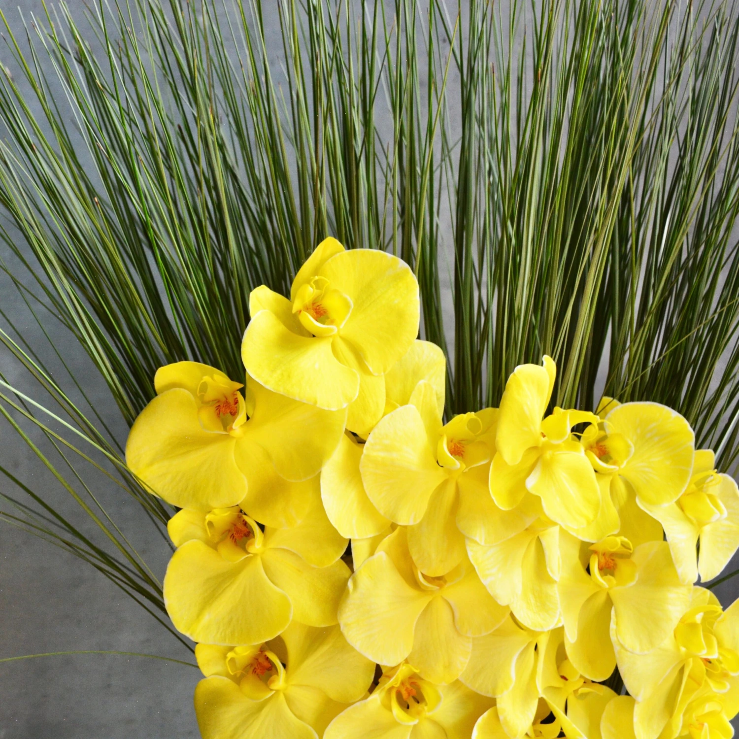 Rays Of Sunshine 6 Rays Of Sunshine - Image 4