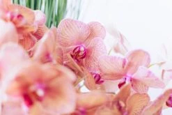 Sweet Raspberry Lemonade -Flower Gift Shop gabby orchids 1 of 11