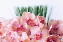 Sweet Raspberry Lemonade -Flower Gift Shop gabby orchids 2 of 11