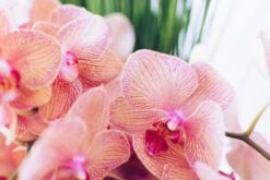 Sweet Raspberry Lemonade -Flower Gift Shop gabby orchids 8 of 11