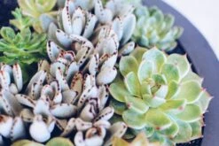 Garden Of My Heart -Flower Gift Shop gardenofmyheart1