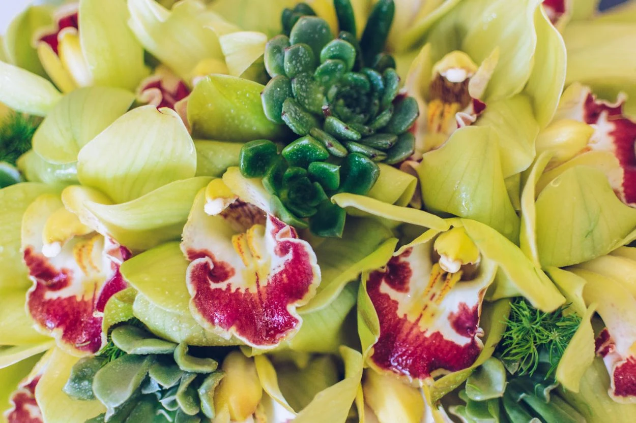 Laguna Nights 6 Laguna Nights - Image 4