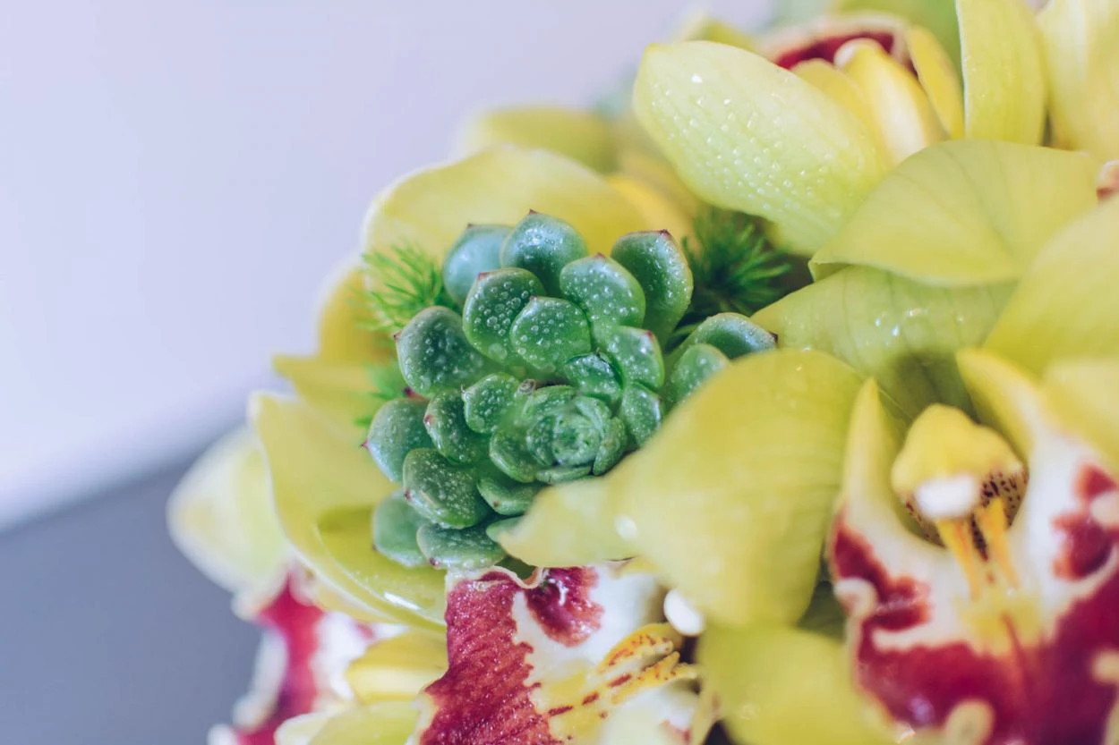 Laguna Nights 4 Laguna Nights - Image 2