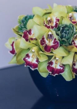 Laguna Nights 8 Laguna Nights -Flower Gift Shop green orchids 4 of 4