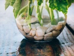 Grapefruit Taffy 8 Grapefruit Taffy -Flower Gift Shop gt060316 5