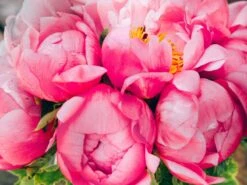 Grapefruit Taffy 9 Grapefruit Taffy -Flower Gift Shop gt060316 6