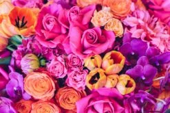 Havana Nights -Flower Gift Shop havananights2