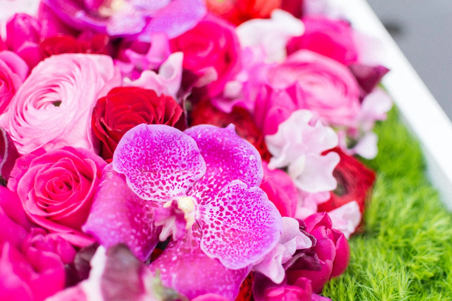 The Blooming Heart 4 The Blooming Heart - Image 2