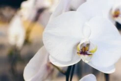 Hepburn -Flower Gift Shop hepburn2